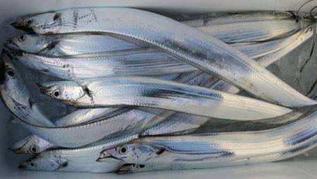 オーフリー 釣果