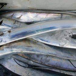 オーフリー 釣果