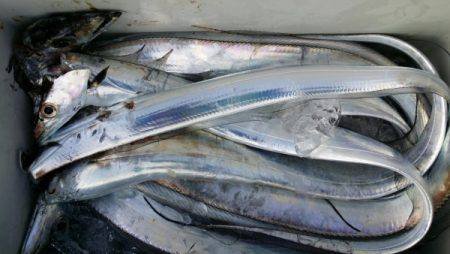 オーフリー 釣果