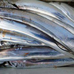 オーフリー 釣果