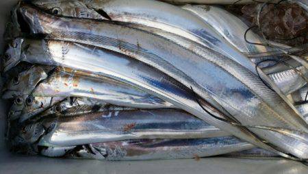 オーフリー 釣果