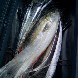 ファイヤードルフィン 釣果