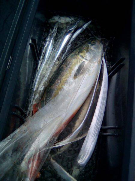 ファイヤードルフィン 釣果