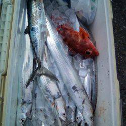 ファイヤードルフィン 釣果