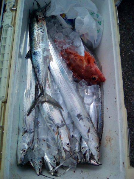 ファイヤードルフィン 釣果