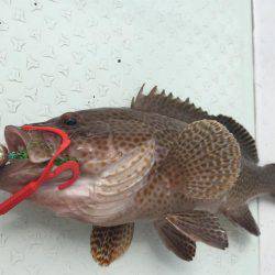 マタウマリンサービス 釣果