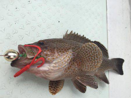 マタウマリンサービス 釣果