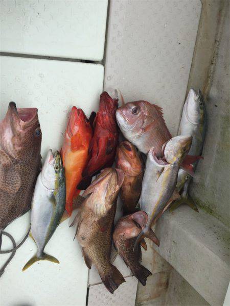 マタウマリンサービス 釣果