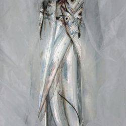 オーフリー 釣果