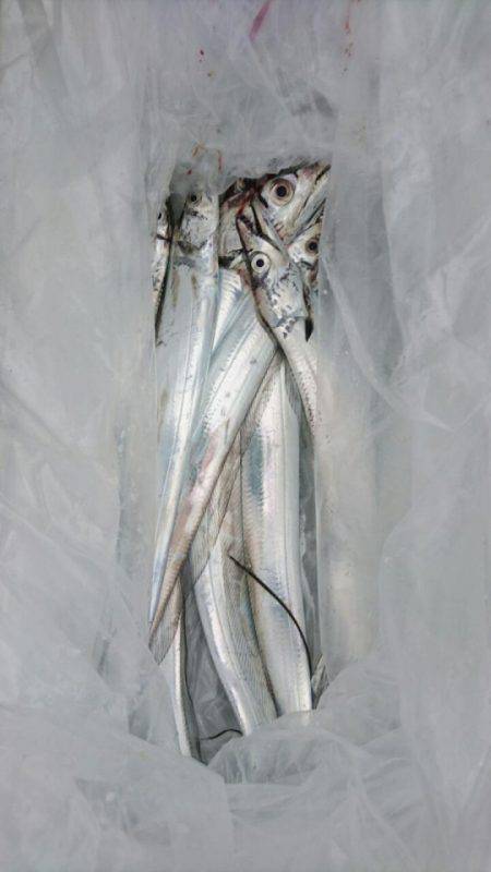 オーフリー 釣果