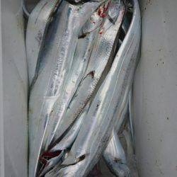 オーフリー 釣果