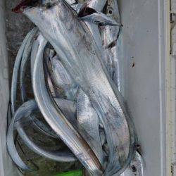 オーフリー 釣果