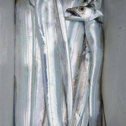 オーフリー 釣果