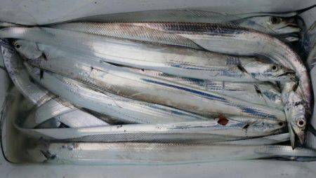 オーフリー 釣果