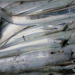 オーフリー 釣果