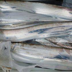 オーフリー 釣果