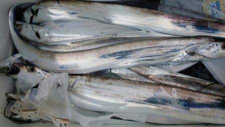 オーフリー 釣果