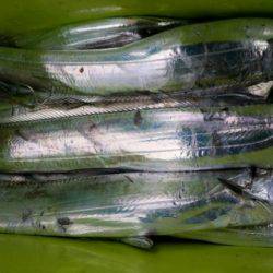 オーフリー 釣果