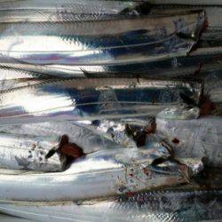 オーフリー 釣果