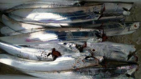 オーフリー 釣果