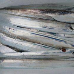 オーフリー 釣果