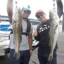 ルアー船マヒマヒ 釣果