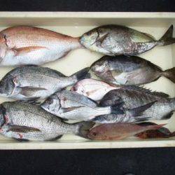 朝日丸 釣果