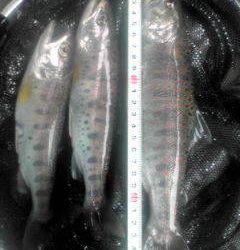 大井川(大井川(非)漁業協同組合) 釣果