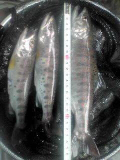 大井川（大井川(非)漁業協同組合） 釣果