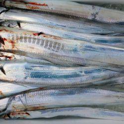 オーフリー 釣果