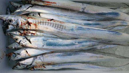 オーフリー 釣果