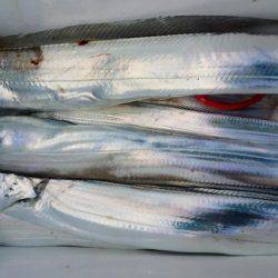 オーフリー 釣果