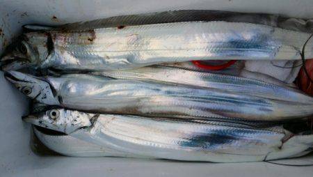 オーフリー 釣果