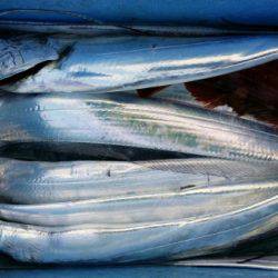 オーフリー 釣果