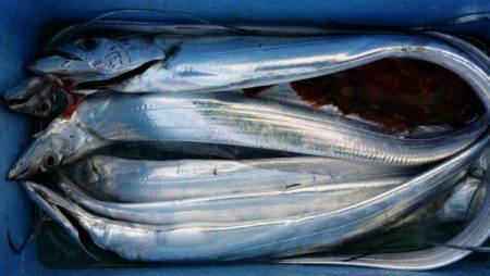 オーフリー 釣果