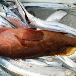 オーフリー 釣果