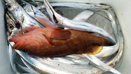 オーフリー 釣果