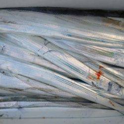 オーフリー 釣果