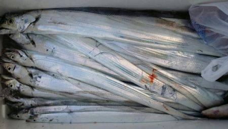 オーフリー 釣果