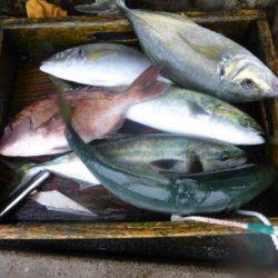 海釣り公園みかた 釣果