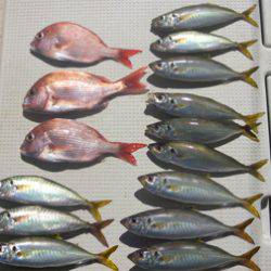 来温丸(らいおんまる) 釣果