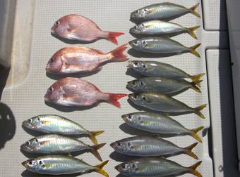 来温丸（らいおんまる） 釣果