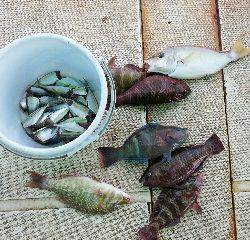 本部釣りイカダ 釣果