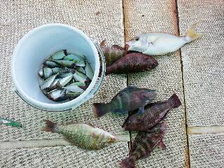 本部釣りイカダ 釣果