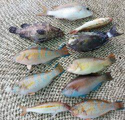 本部釣りイカダ 釣果