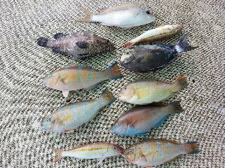 本部釣りイカダ 釣果