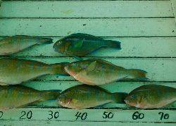 本部釣りイカダ 釣果