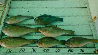 本部釣りイカダ 釣果