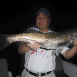 ルアー船マヒマヒ 釣果