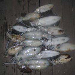 ルアー船マヒマヒ 釣果